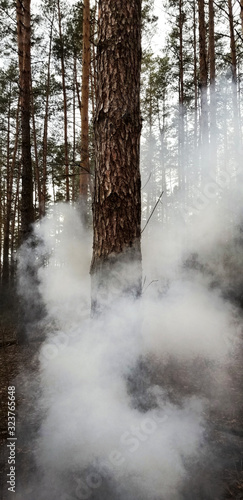 Ukrainian nature. Walk in the pine forest. Greenery and bonfire