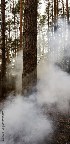 Ukrainian nature. Walk in the pine forest. Greenery and bonfire
