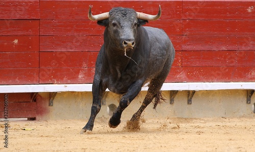 Foto bull in the ring