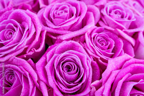 abstract background of pink roses