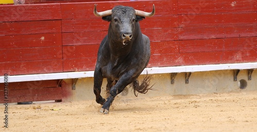 Foto bull in the ring