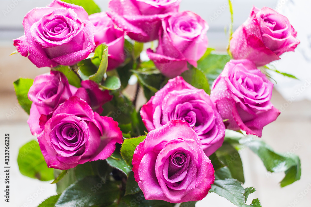 Obraz premium purple rose 