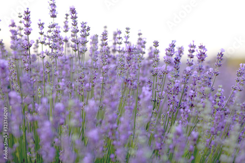 lavender field blooms against the lake