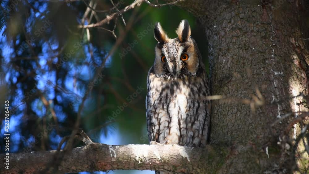 Owl sit in a tree and looking on the the camera Owl sit in a tree and looking on the the camera