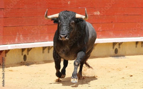 Cuadro en lienzo bull in the ring