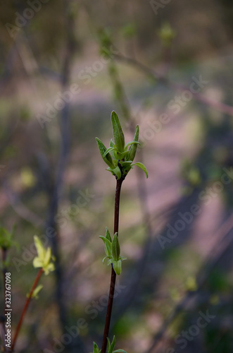 Young green leaves bloom from buds on a branch in spring