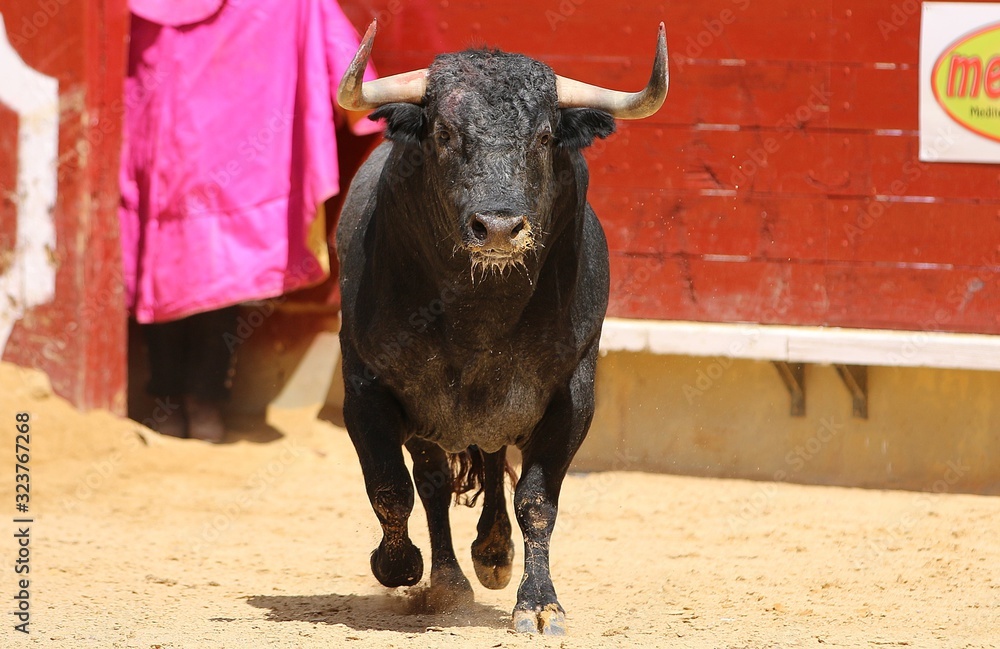 bull in the ring bull in the ring