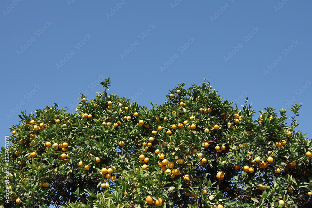 Fruit bearing California orange trees under a bright blue sky in winter Fruit bearing California orange trees under a bright blue sky in winter
