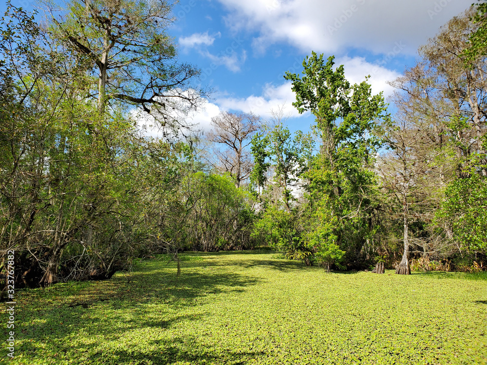 View from Boardwalk in Audobon Corkscrew Swamp Sanctuary, Florida Everglades Ecosystem - Nature Walking Trail, Protected Forest Swamp Ecosystem