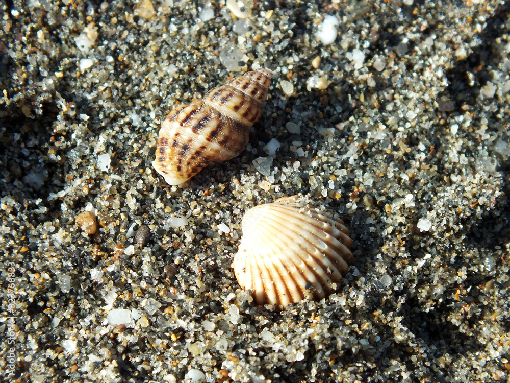 Conchas marinas Conchas marinas