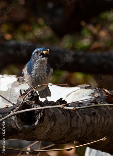 Blue jay eating a peanut on a sycamore branch rj styles stock photography