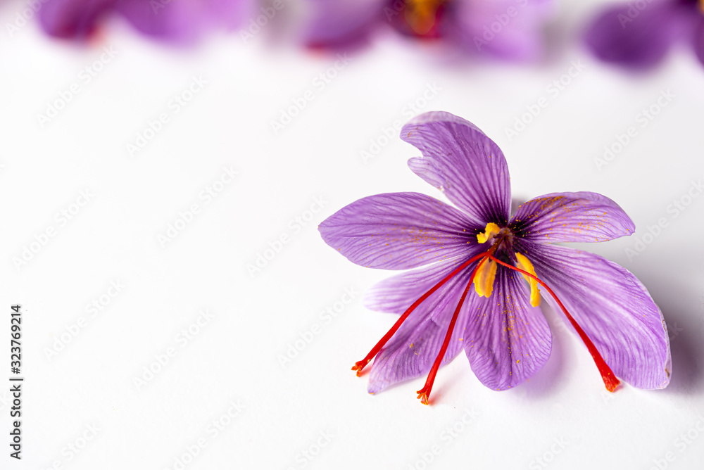 Obraz premium Saffron flower over white background