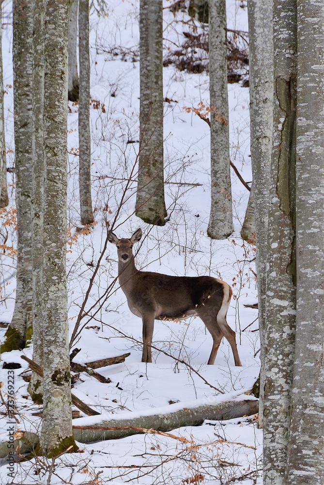 a deer in the winter forest a deer in the winter forest