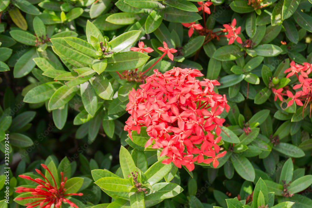 bright tropical flower on a background of stormy greenery bright tropical flower on a background of stormy greenery