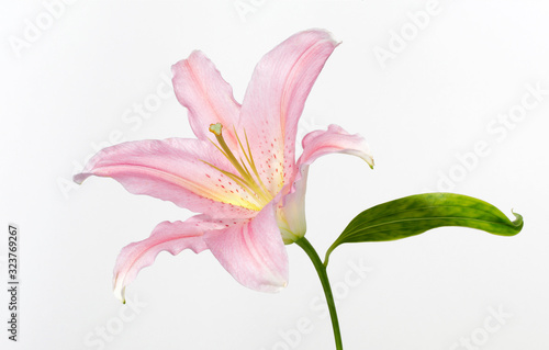 pink lily photo