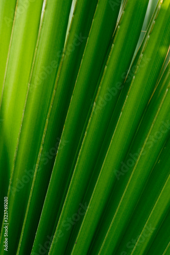 palm leaf green texture for background