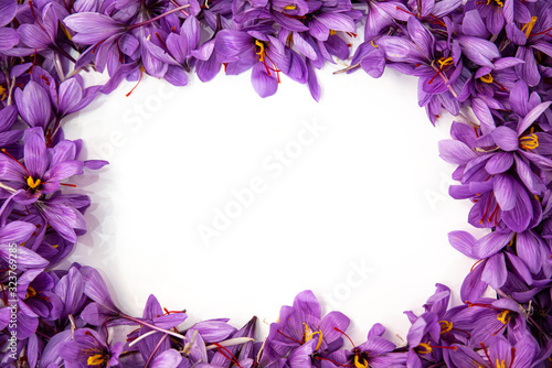Decorative frame of saffron flowers with white background photo