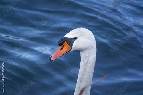 Fototapeta Naklejka Na Ścianę i Meble -  Swan swimming on a lake