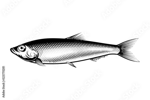 Sprat fish ink illustration. Small fish of herring family vector.