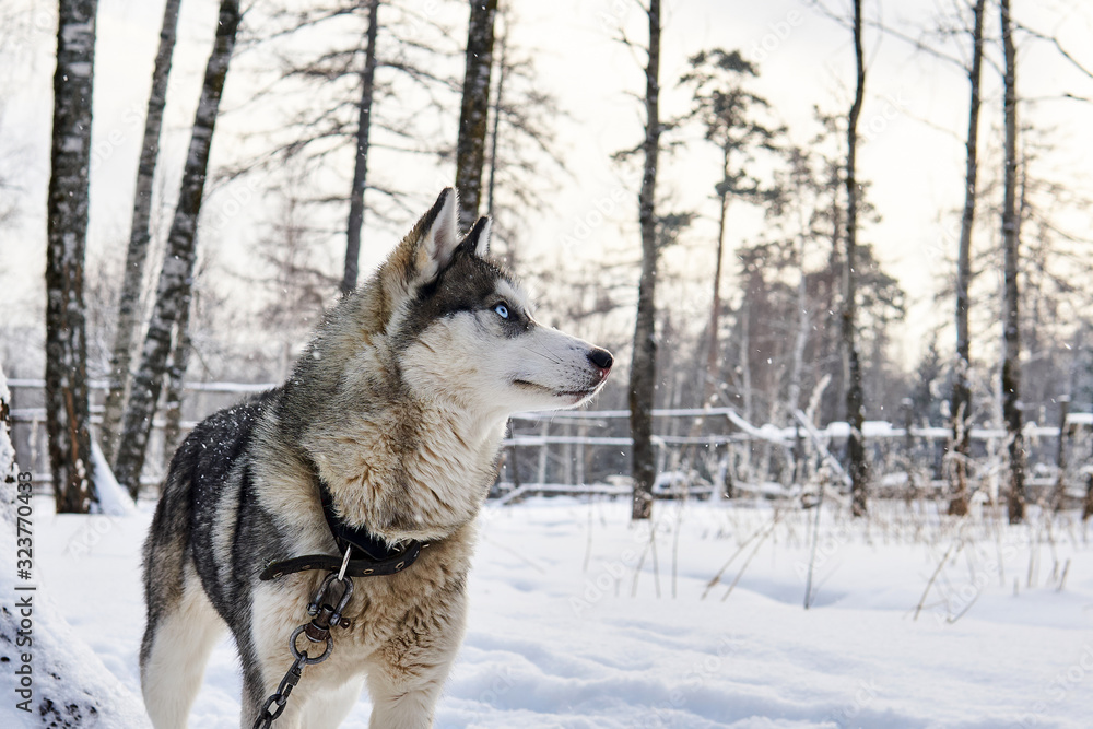 Husky dog on a leash dreamily looks into the distance in winter