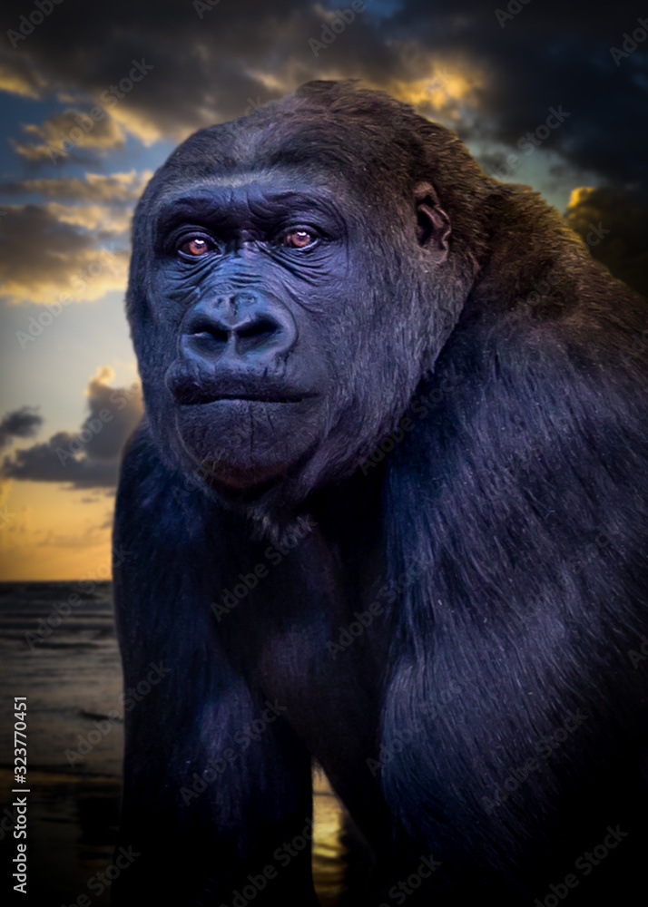 Obraz premium Gorilla.