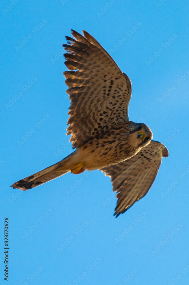 Fototapeta premium Hawk