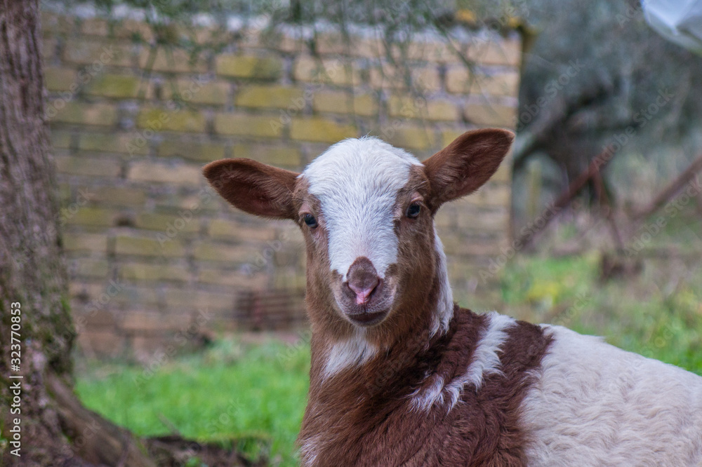 Obraz premium Agnello