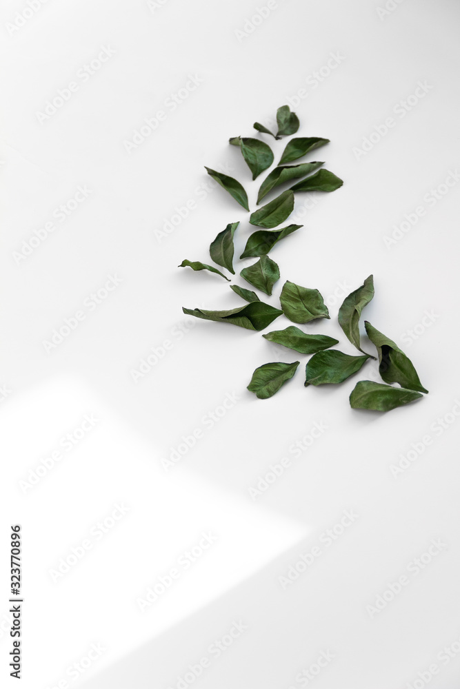 dry green leaves on a white background