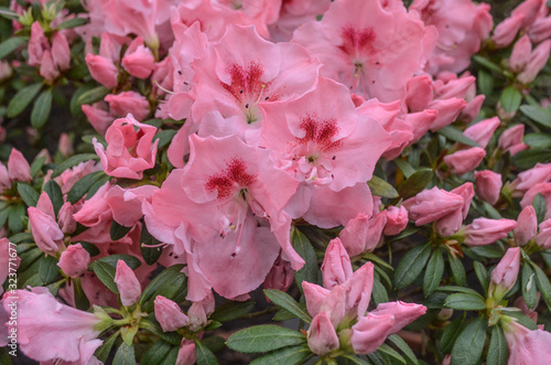 *rosa blühender Busch*