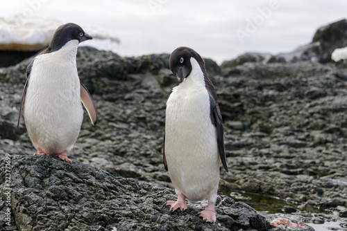 Two adelie penguins on beach in Antarctica