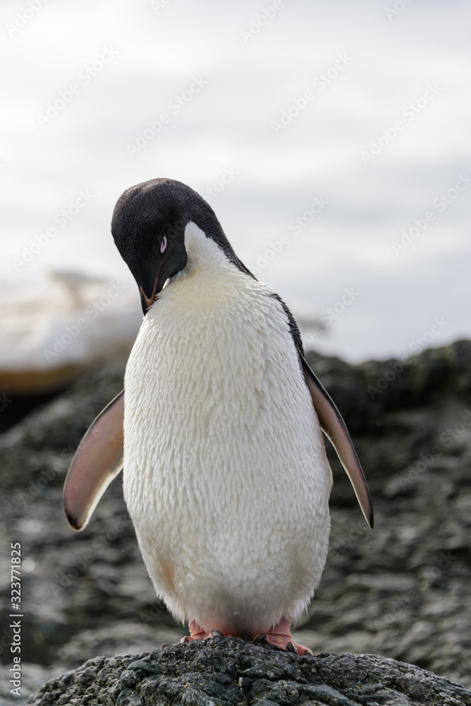 Obraz premium Adelie penguin standing on beach in Antarctica