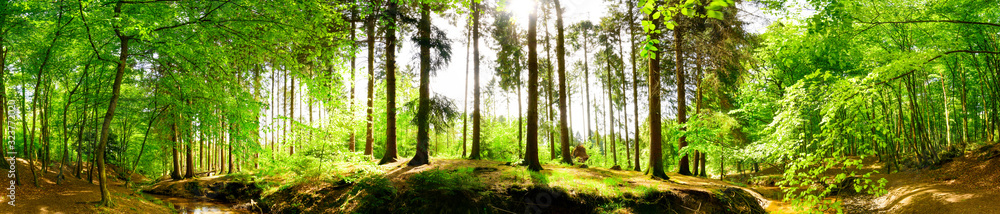 Forest panorama in spring with brook and bright sun shining through the trees - obrazy, fototapety, plakaty 