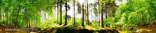 Forest panorama in spring with brook and bright sun shining through the trees