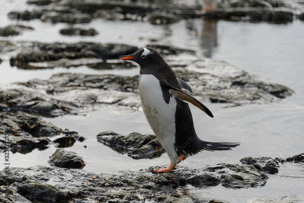 Fototapeta premium Gentoo penguin going on beach in Antarctica