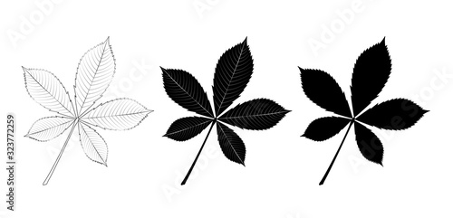 Vector set of chestnut leaves, outline and silhouette. photo