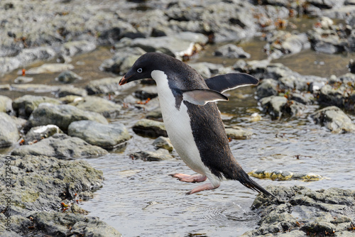 Gentoo penguin going on beach in Antarctica