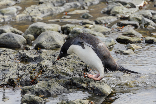 Gentoo penguin going on beach in Antarctica