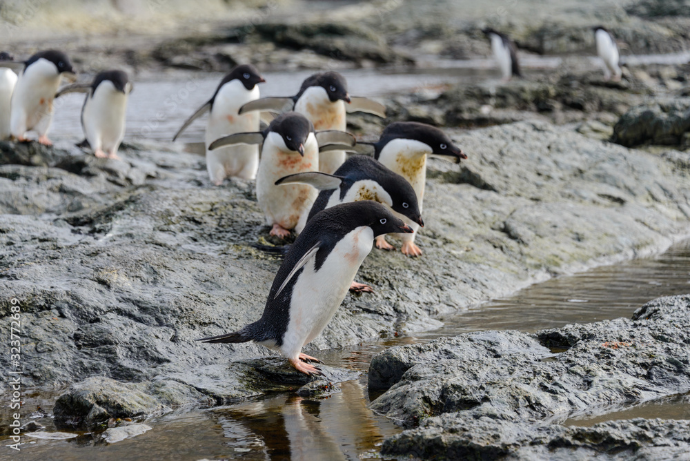 Naklejka premium Group of adelie penguins on beach in Antarctica