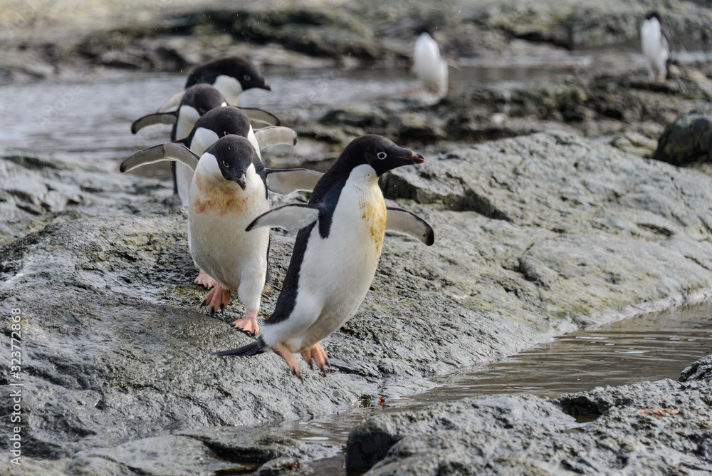 Obraz premium Group of adelie penguins on beach in Antarctica