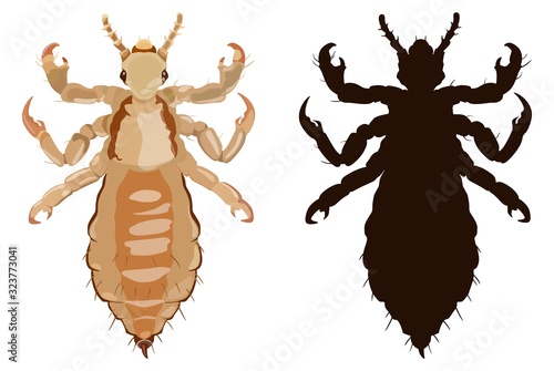 Louse colored and black silhouette in flat style. Vector illustration