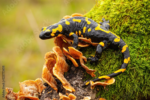 Fire salamander, salamandra salamandra, looking sideways from a moss covered tree in forest. Patterned toxic animal with yellow spots and stripes in natural habitat. photo