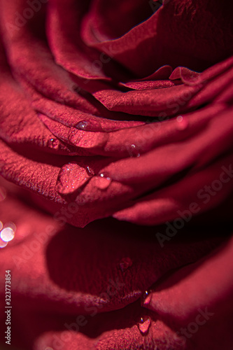 Red Rose Petal Water Dew CloseUp
