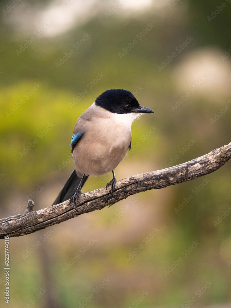 Fototapeta premium Rabilargo