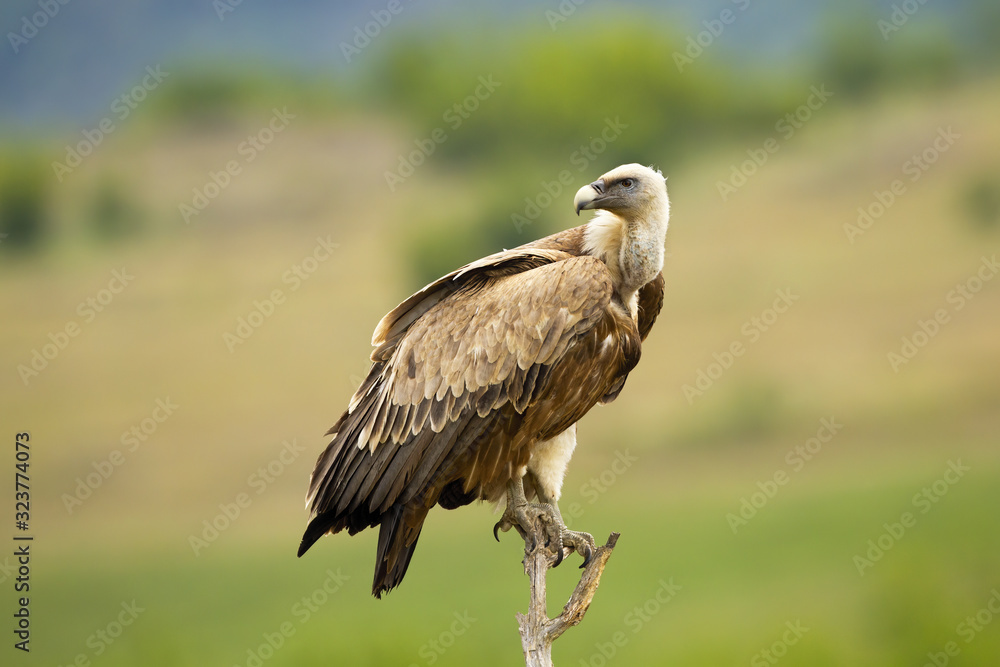 Side view of a griffon vulture, gyps fulvus, sitting and looking behind over shoulder in summer nature. Wild scavenger bird of prey from Accipitridae family on tree. Side view of a griffon vulture, gyps fulvus, sitting and looking behind over shoulder in summer nature. Wild scavenger bird of prey from Accipitridae family on tree.