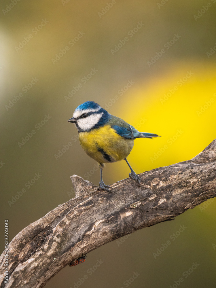 Obraz premium Modraszka