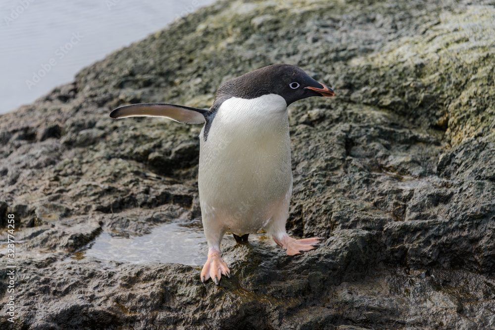 Naklejka premium Adelie penguin standing on beach in Antarctica