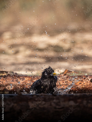 Black starling taking a bath © PedroManuel