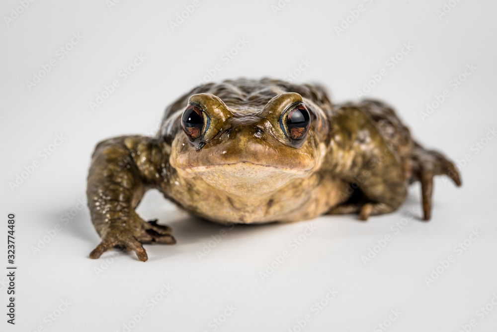 Sapo comun, bufo bufo, sobre fondo blanco Sapo comun, bufo bufo, sobre fondo blanco