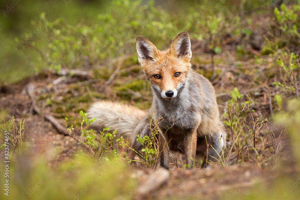 Adult red fox, vulpes vulpes, looking through green vegetation in summer nature. Mammal with orange fur and intense sight staring into camera in wilderness. Adult red fox, vulpes vulpes, looking through green vegetation in summer nature. Mammal with orange fur and intense sight staring into camera in wilderness.