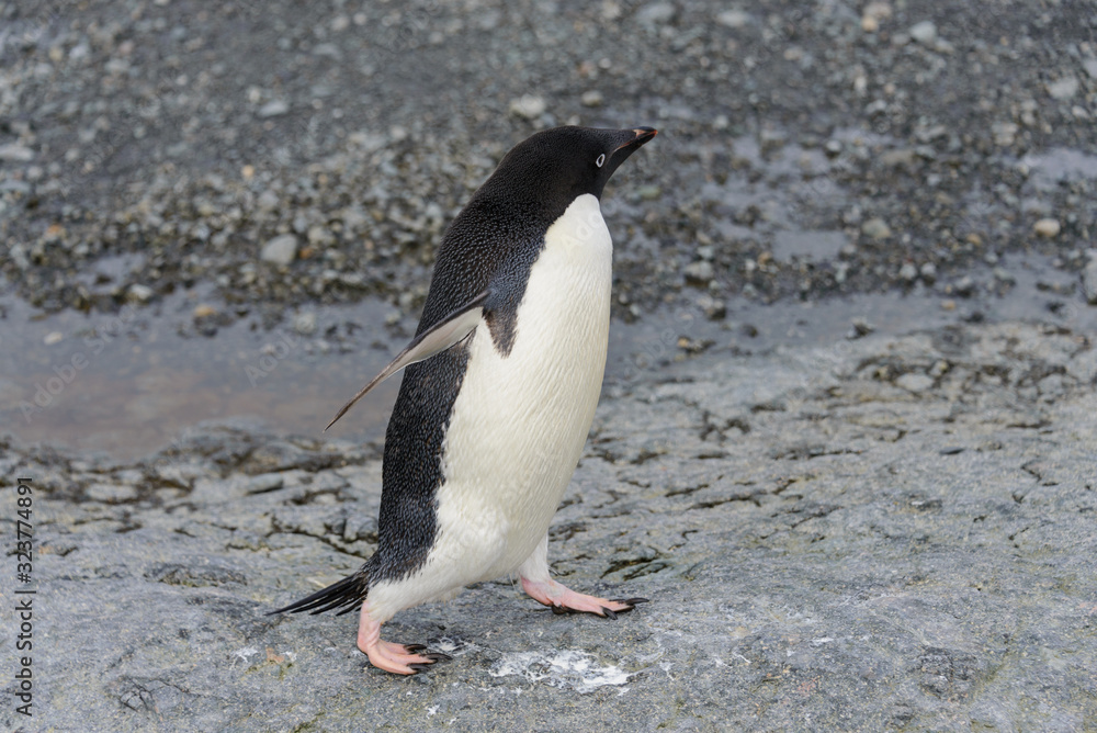 Naklejka premium Adelie penguin going on beach in Antarctica